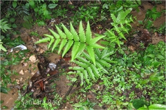 Pteris quadriaurita